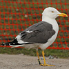 adult LBBG Dutch intergrade in September, ringed in the Netherlands. (85708 bytes)